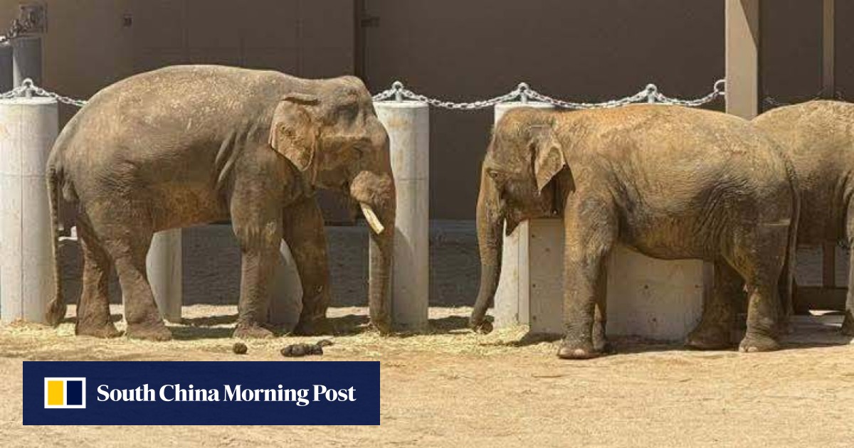 Elephants’ transfer to Japan sparks Malaysia’s corruption inquiry