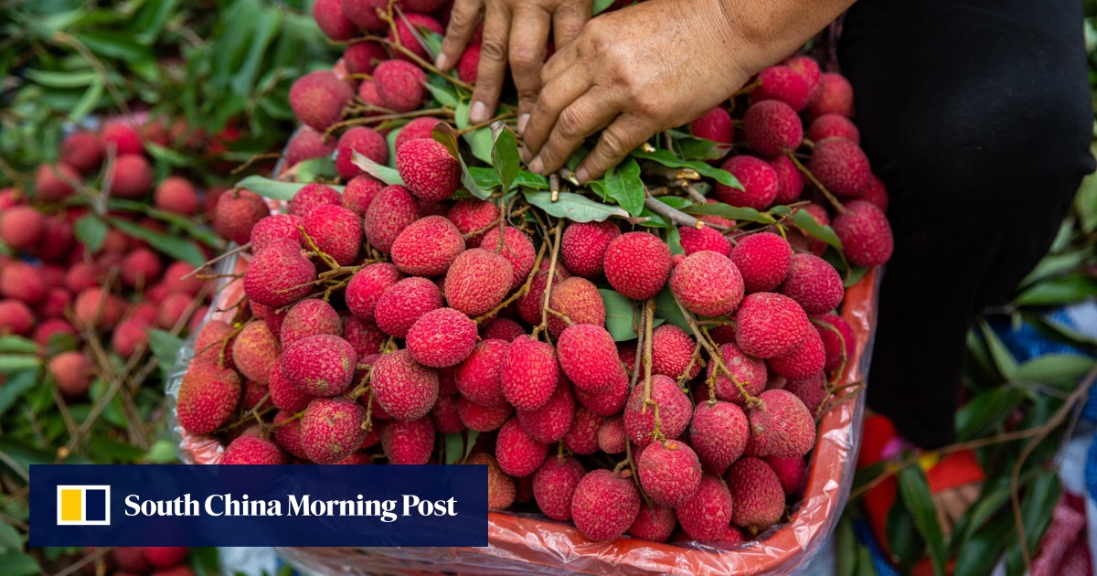 https://cdn.i-scmp.com/sites/default/files/styles/og_image_scmp_generic/public/d8/images/canvas/2026/06/23/01c71a32-1b9b-4033-a515-230e9934f1ec_f3cdb1f9.jpg?itok=XU0vuaLE&v=1782185407