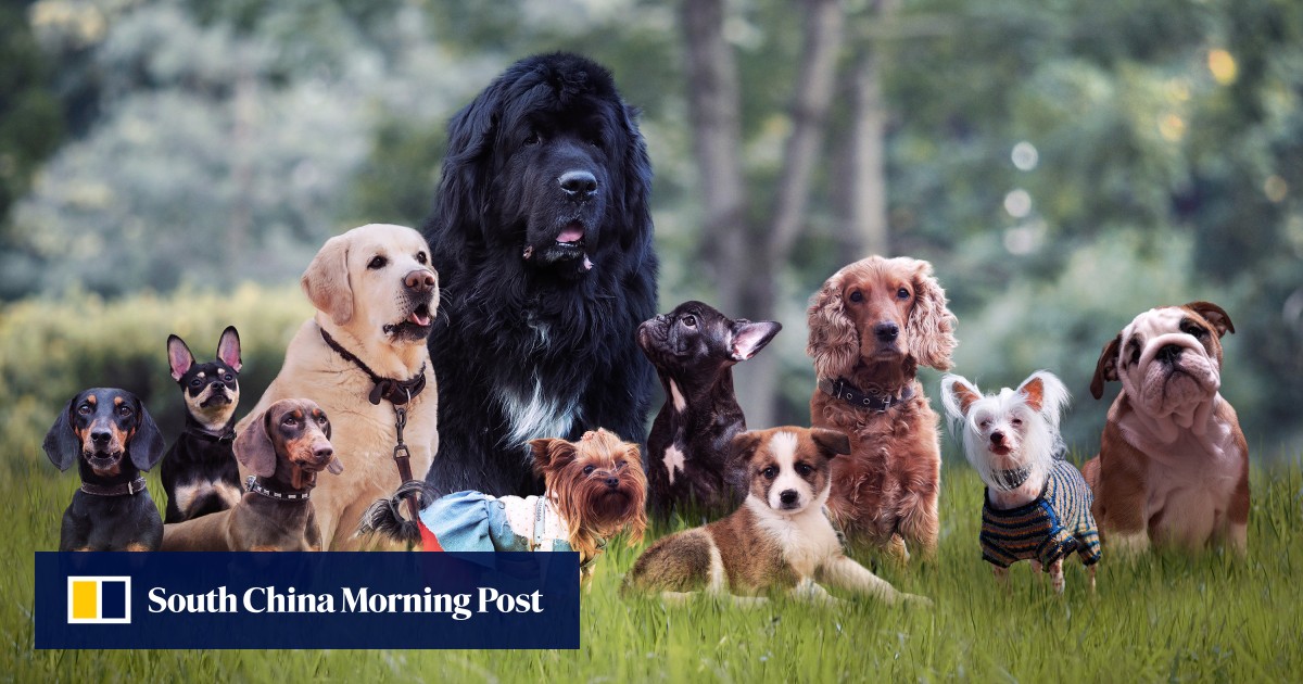 New China dog rental trend sparks animal stress warnings