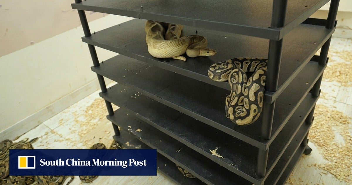 Chinese man jailed after flat’s high electricity usage exposes breeding of 300 snakes