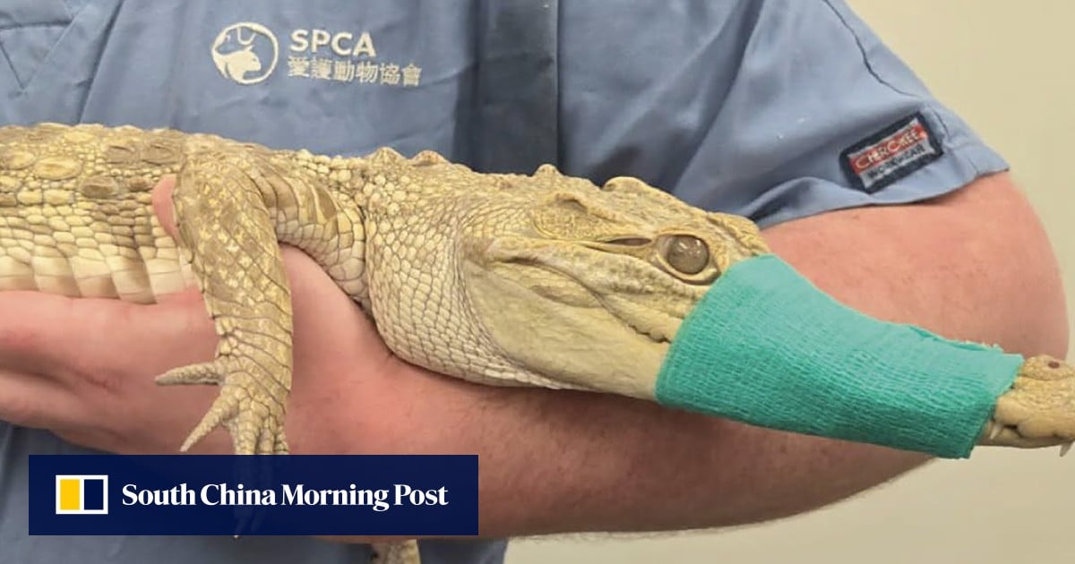 Rescuers snap into action after crocodile found in Hong Kong building