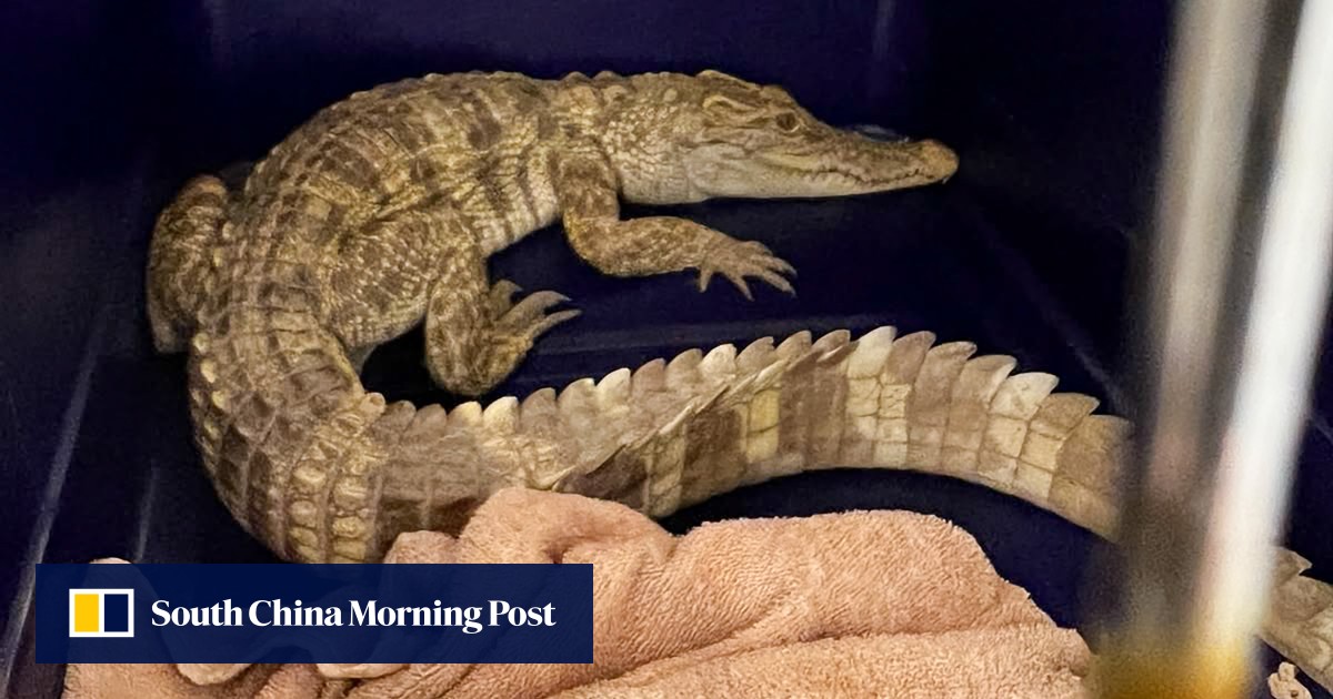 Crocodile discovered on balcony triggers arrest after 100 more reptiles found