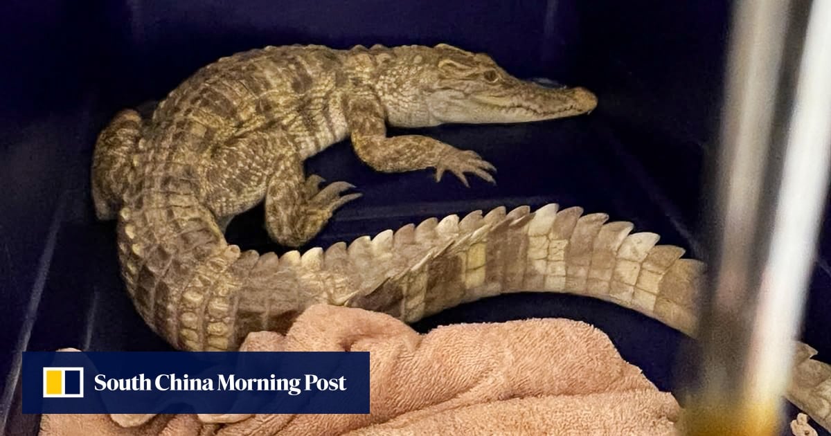Crocodile discovered on balcony triggers arrest after 100 more reptiles found