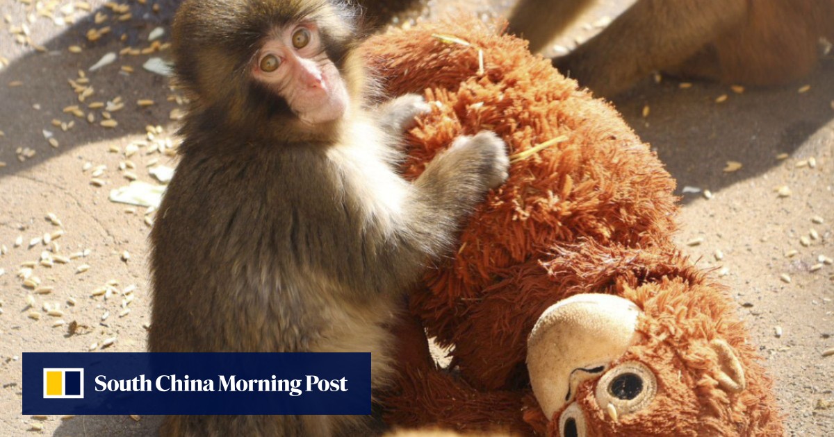 Laser aimed at Punch the monkey in Japan prompts zoo’s ‘unacceptable’ warning