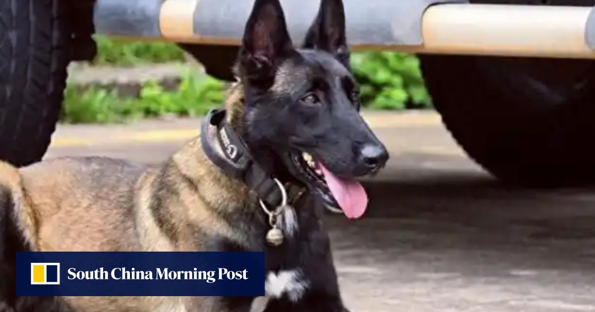 Devoted police dog moves millions in China by waiting for injured handler, refusing food