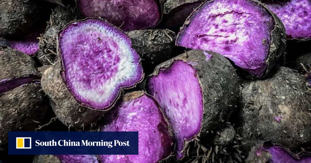 How Philippine ube farming can cash in on ‘purple gold rush’