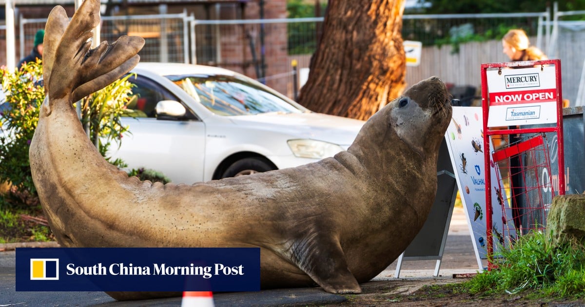 Australian officials tell fans to give Neil the seal some flipping space
