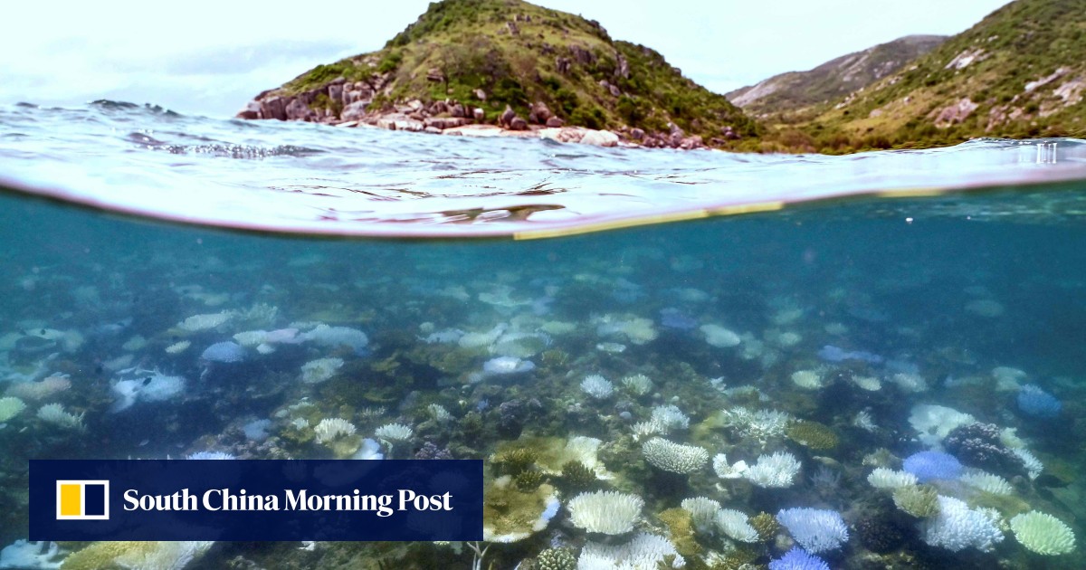Australia’s Great Barrier Reef avoids ‘in danger’ listing by Unesco