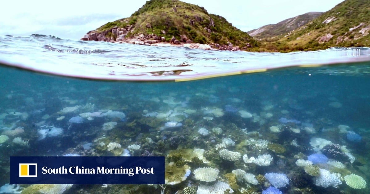 Australia’s Great Barrier Reef avoids ‘in danger’ listing by Unesco