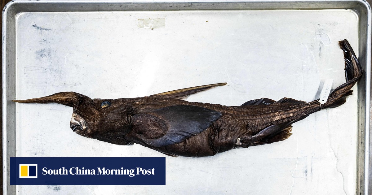 New ghost shark species may have been found in Costa Rica