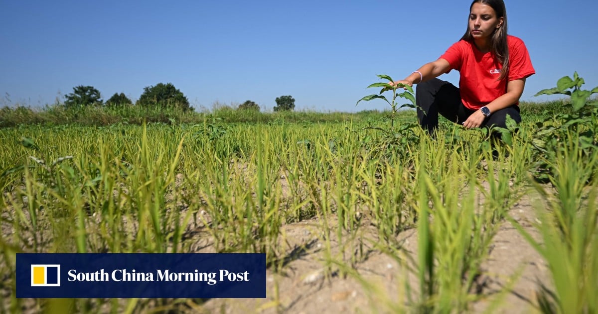 Italian rice crops suffer in drought, worst European heatwave ever