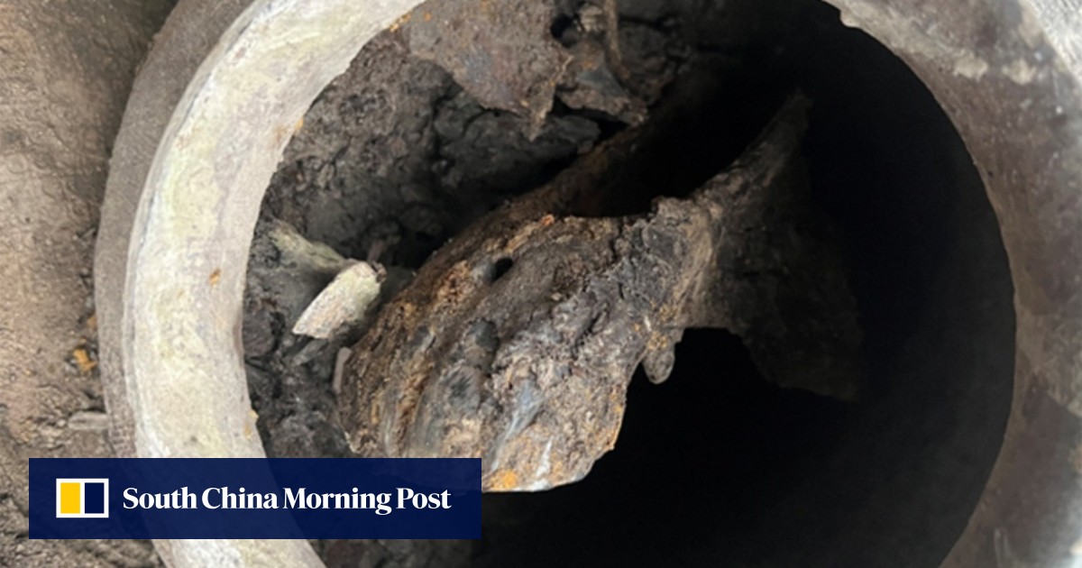 Chinese horse-head discovery reveals ancient elite sacrificial rituals