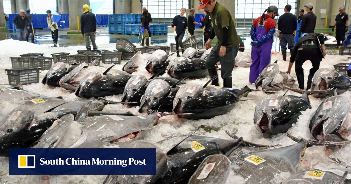 Why a bluefin tuna boom is slicing into livelihoods of Japanese fishermen
