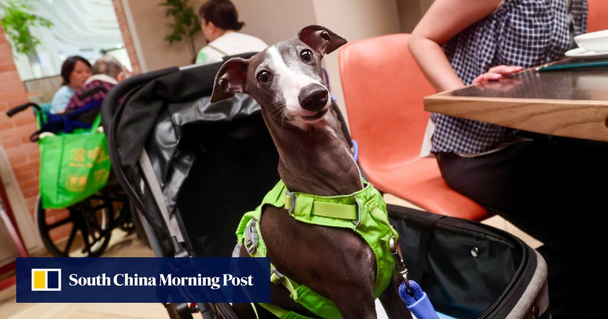 More than 900 Hong Kong restaurants welcome dogs on day 1 of pet-licensing scheme