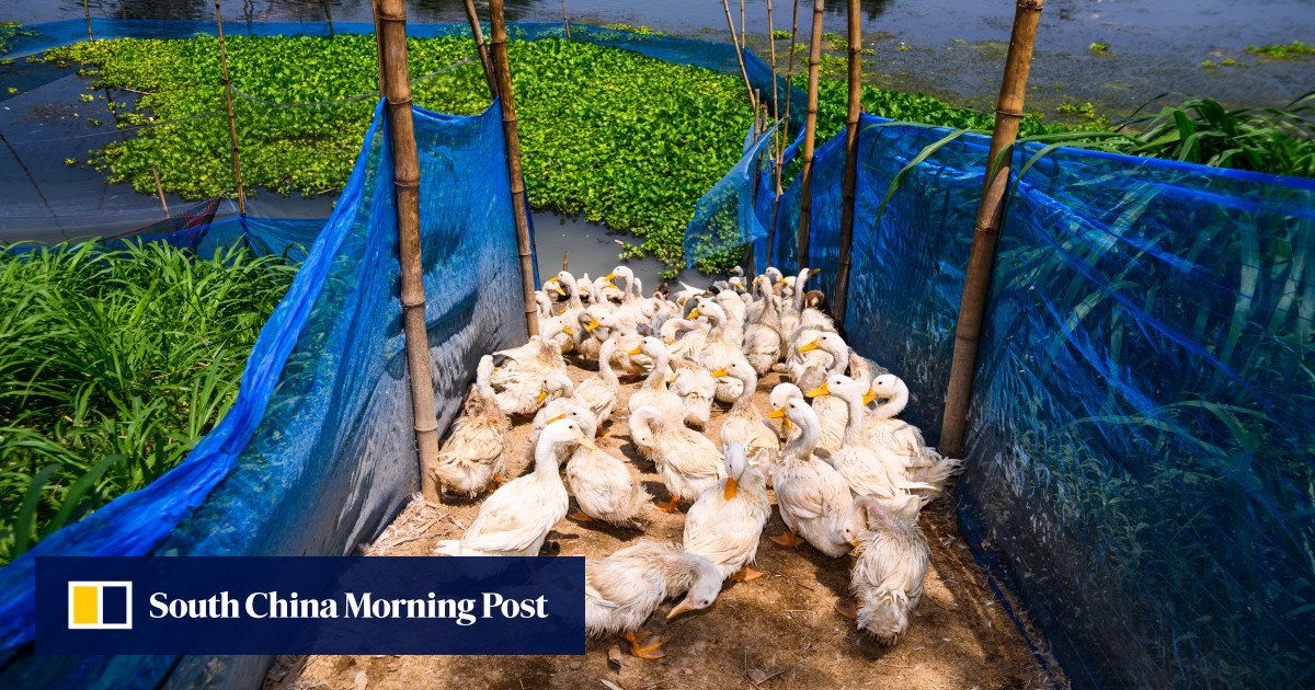 https://cdn.i-scmp.com/sites/default/files/styles/og_image_scmp_generic/public/d8/images/canvas/2026/07/10/1caecb3a-f8b7-451a-80b6-e89e48510596_9062ecb2.jpg?itok=XAkDZI2e&v=1783652447