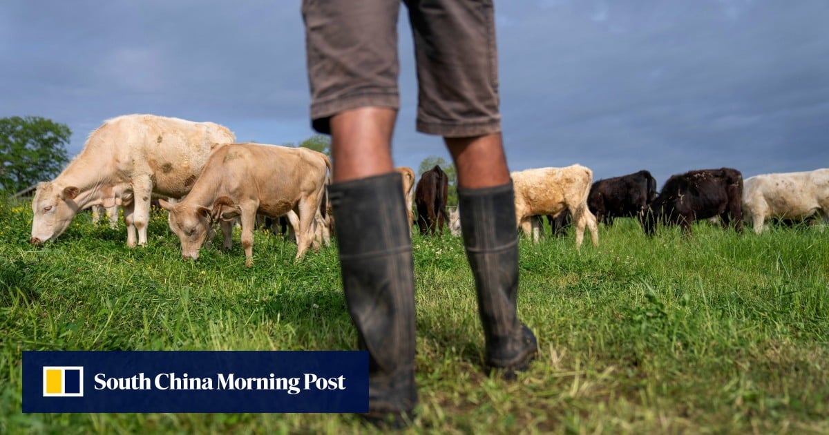 USDA lowers reported beef export sales by 90% amid growing doubts over data USDA lowers reported beef export sales by 90% amid growing doubts over data