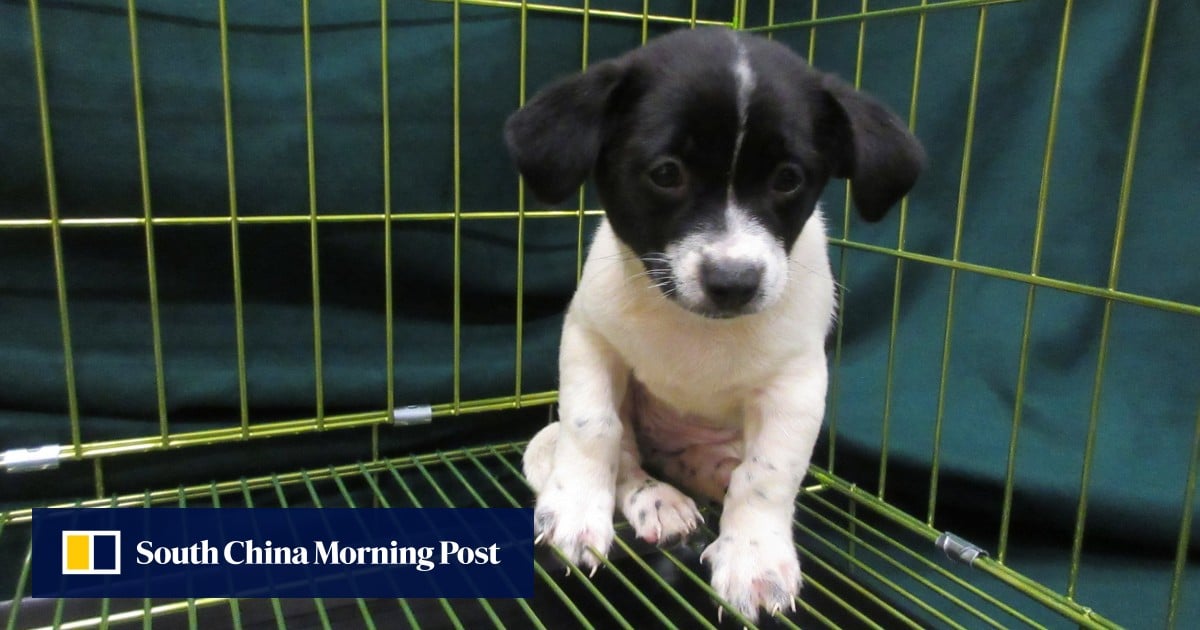 2 women arrested at Hong Kong border after dog, endangered birds found in bags