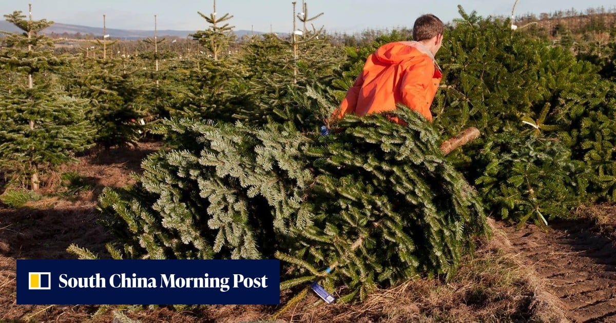 The loudest voices in US-China trade talks? Christmas tree growers