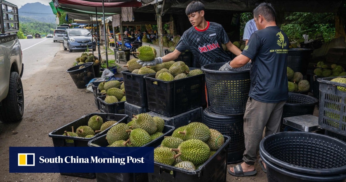 Low prices fail to deter thieves from stealing Malaysia’s premium durians