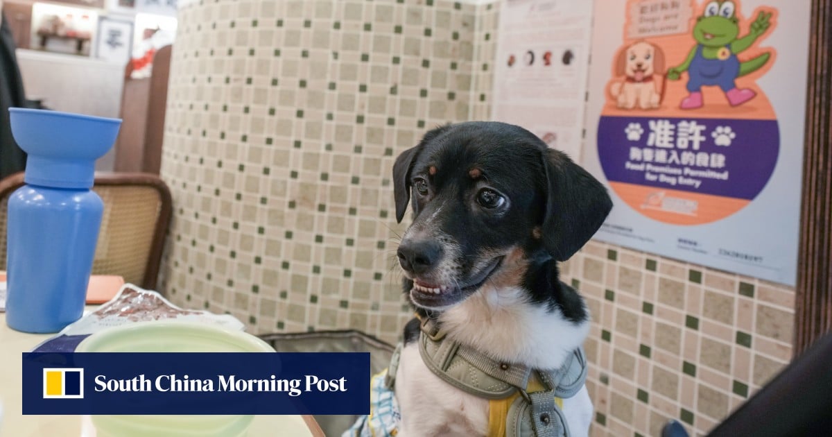 Restaurant pullouts from dog-friendly scheme ‘responsible’, 20 complaints recorded