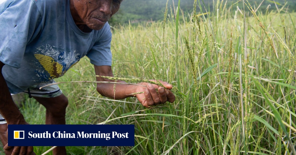 Philippine rice output risks 30% collapse as ‘super’ El Nino strengthens