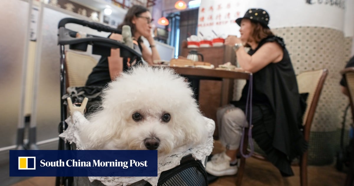 Hongkongers’ new pet peeve over dogs at diners sparks calls for tougher vetting