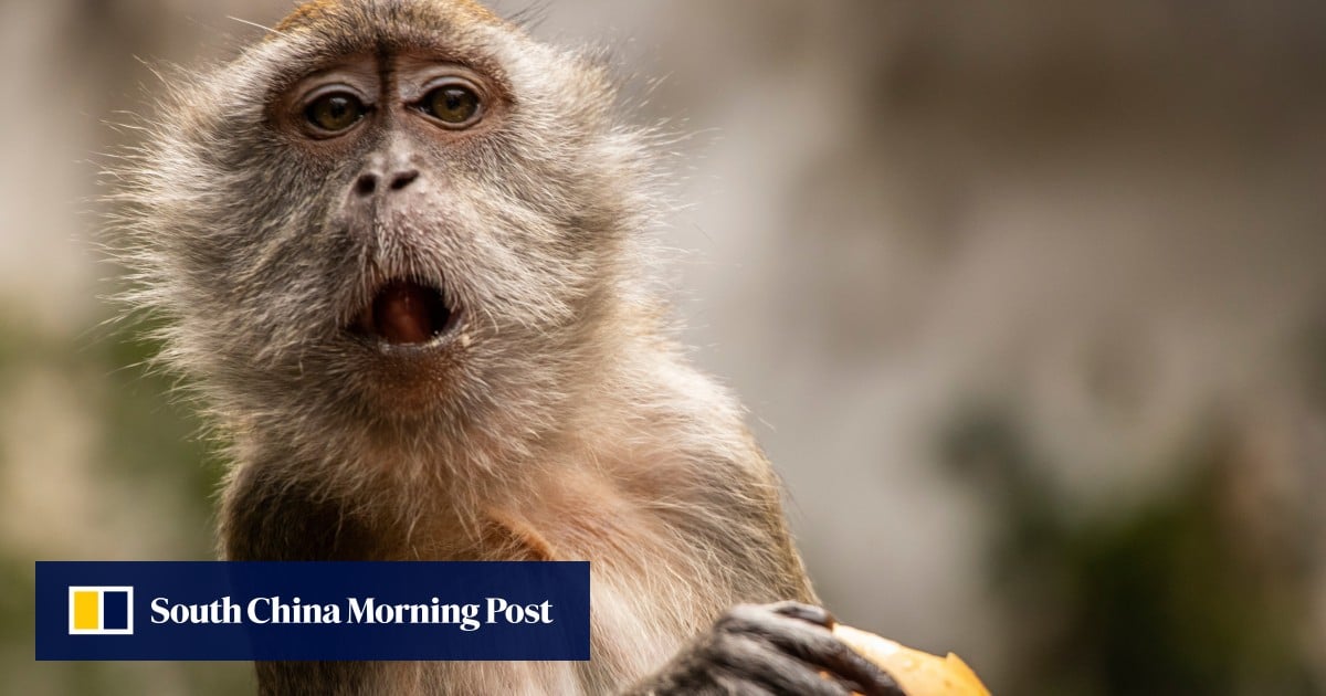 China’s lab monkey prices hit Covid-era highs on new drug R&D demand