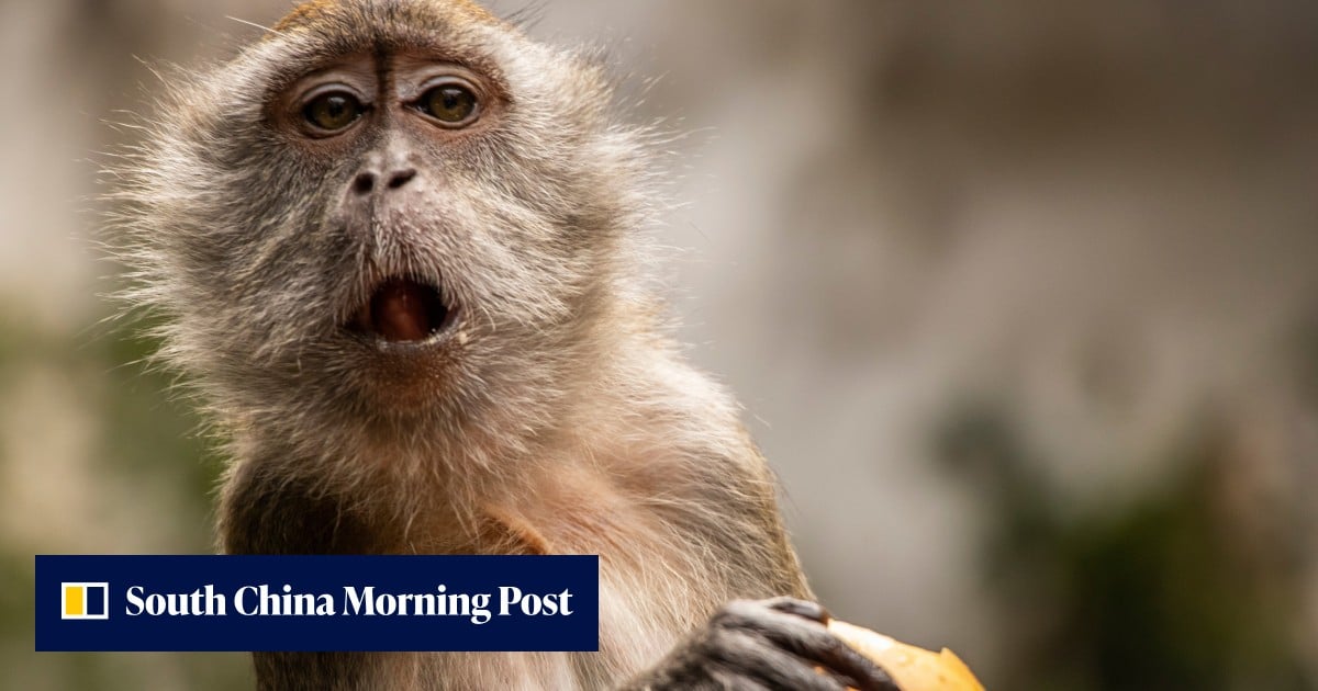 China’s lab monkey prices hit Covid-era highs on new drug R&D demand