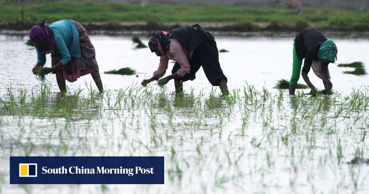 Dry, wet, dry again: India’s ‘mysterious’ monsoon swings threaten crops, power supply