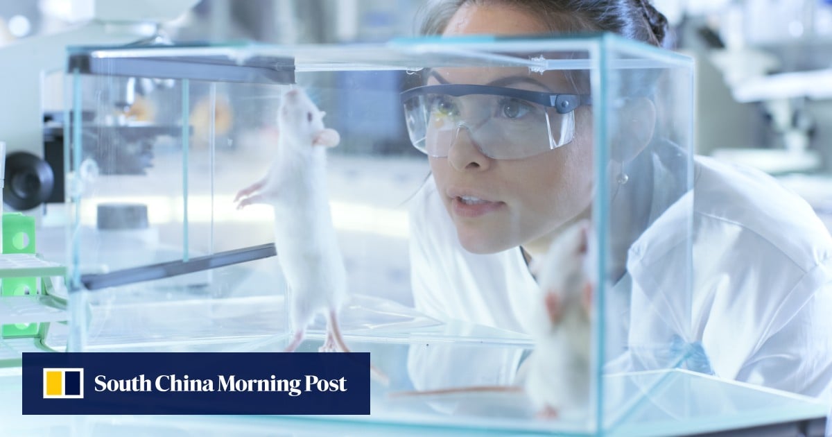 In a first, super microscope captures how acupuncture calms cell chaos - South China Morning Post
