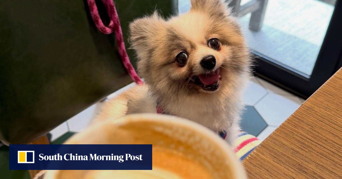 https://cdn.i-scmp.com/sites/default/files/styles/og_image_scmp_generic/public/d8/images/canvas/2026/07/21/0514db56-bdbe-4323-a86b-d307a613d594_cb21a954.jpg?itok=zSL_9lkT&v=1784628264
