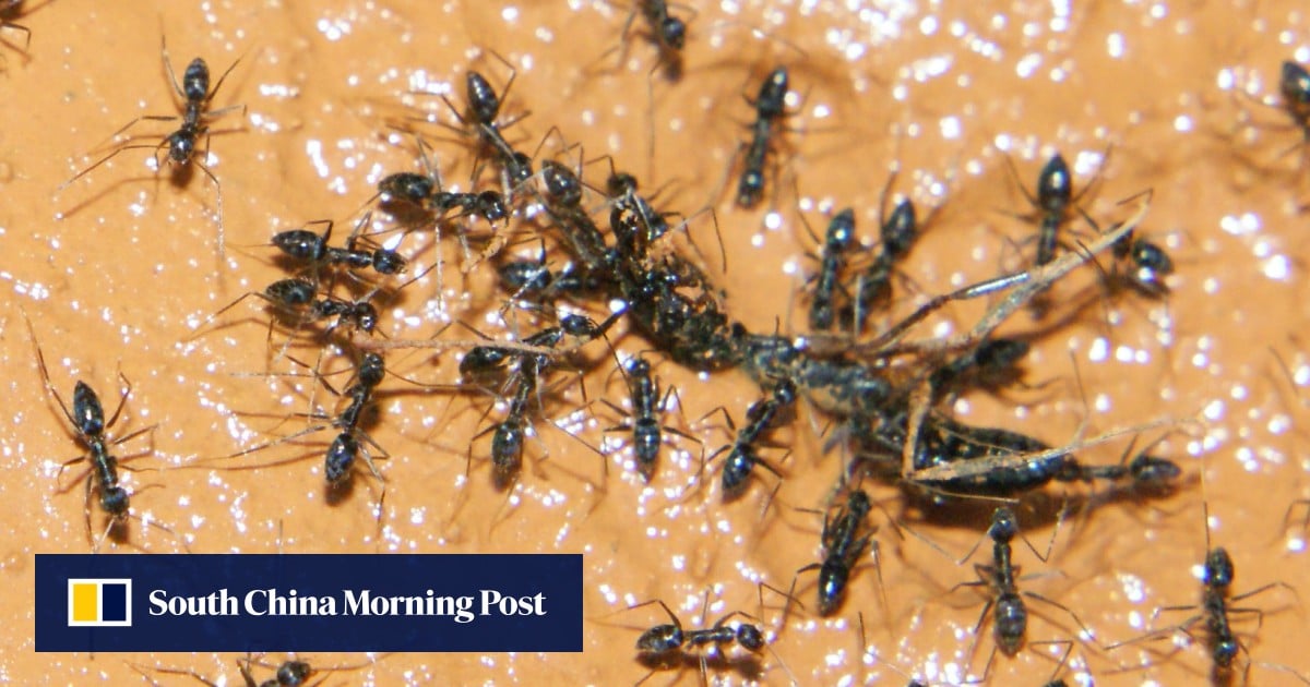 Owner of Michelin-starred restaurant in South Korea faces jail for ant-topped sorbet