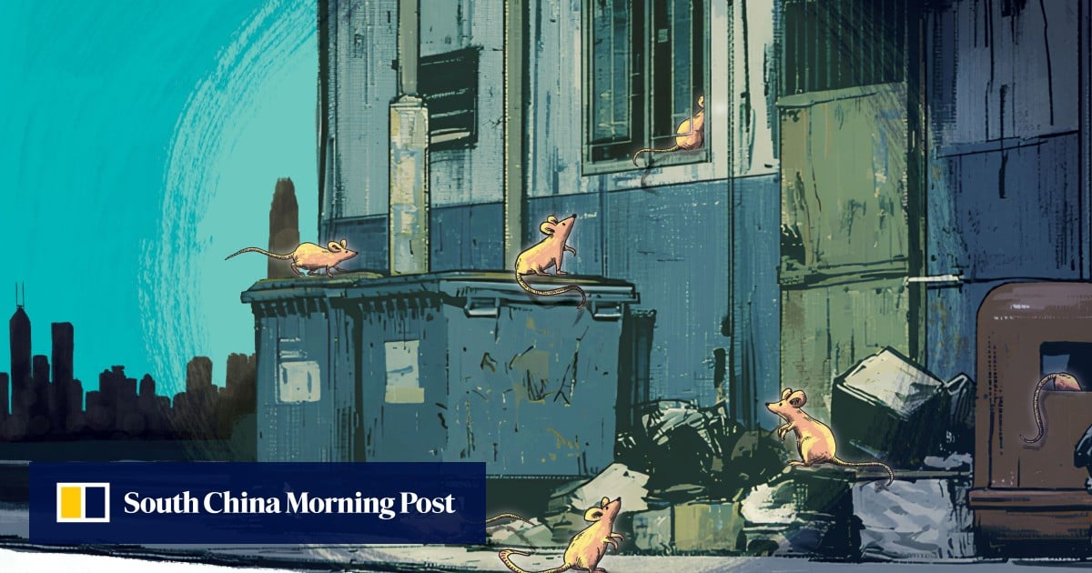 ‘Rats everywhere’: numbers caught are up 323%. So why are authorities not worried?