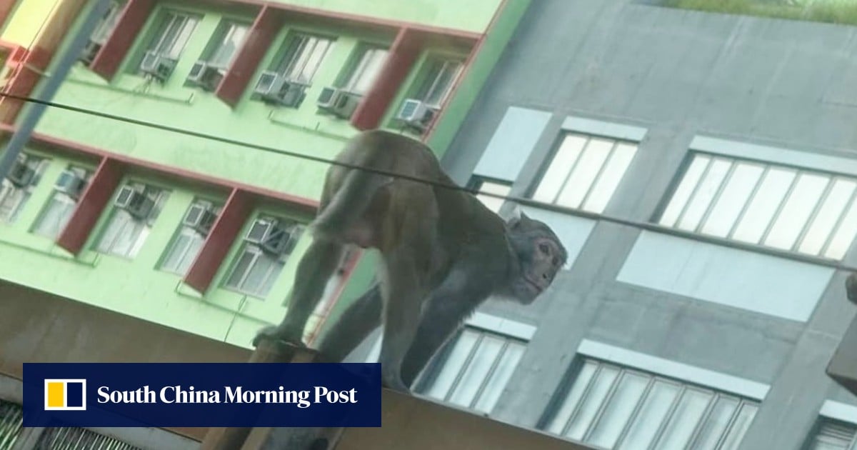 Monkey business on Hong Kong MTR tracks slows rush-hour trains