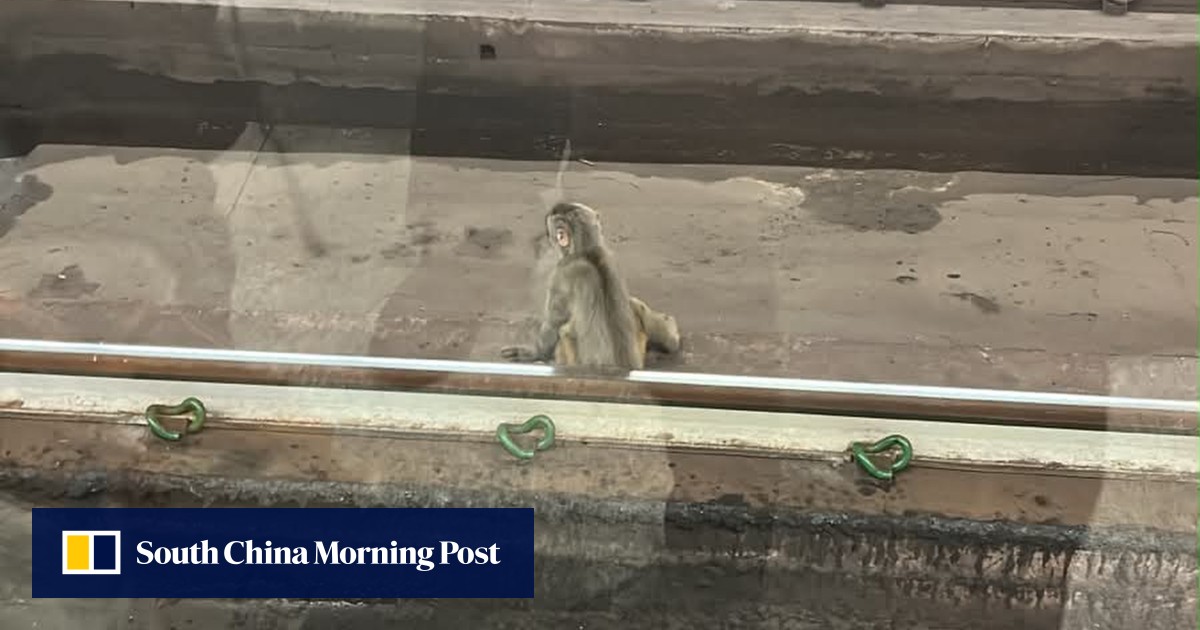 Monkeying around disrupts Hong Kong MTR services for second day in row