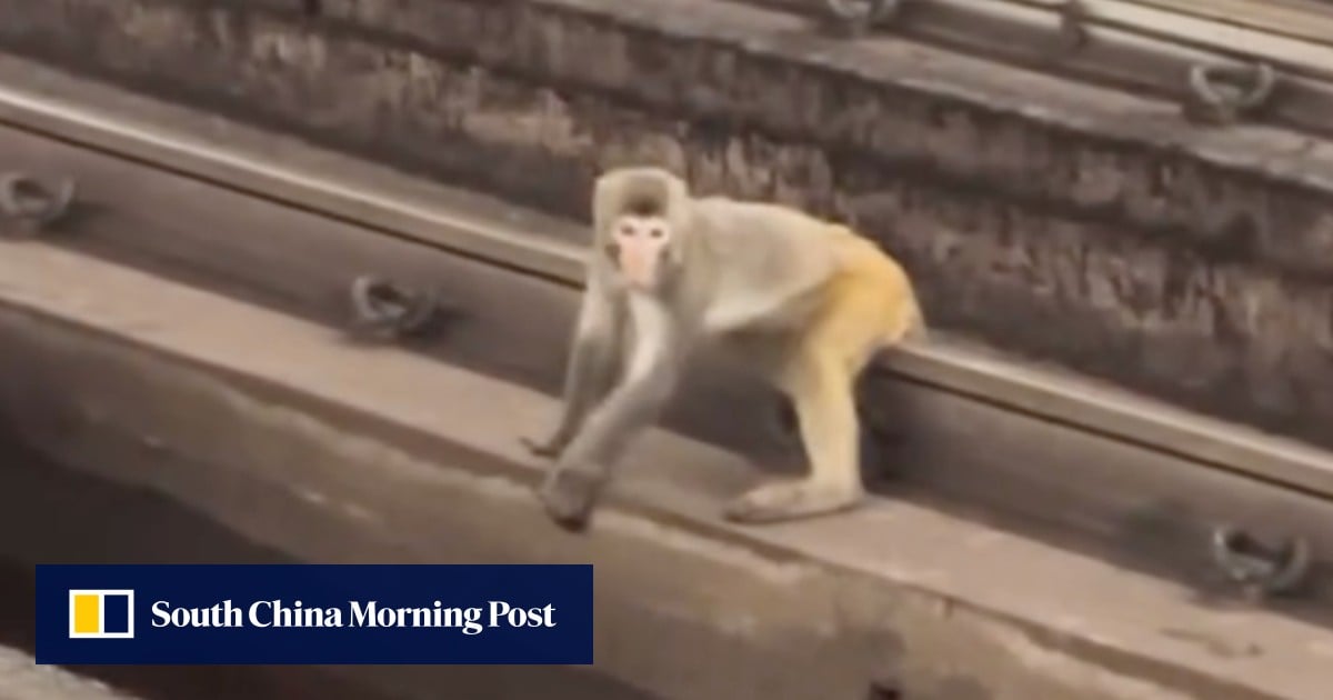 Monkeying around disrupts Hong Kong MTR services for second day in row
