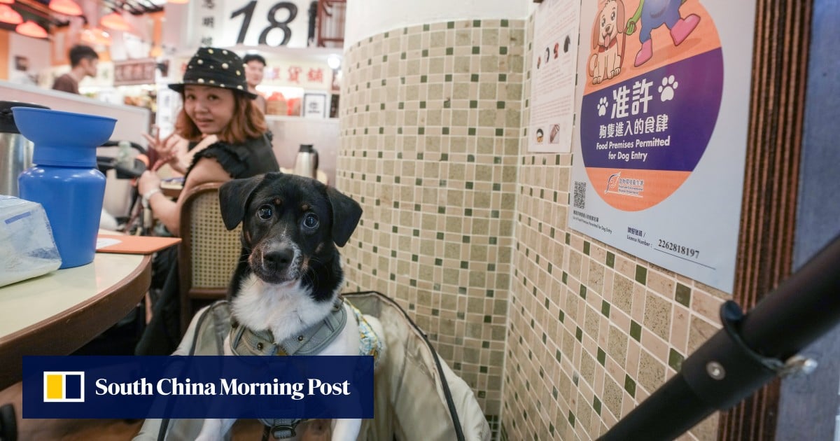 Old Fung Tea House, một nhà hàng dim sum thân thiện với chó ở Mong Kok (Ảnh: Sam Tsang)
