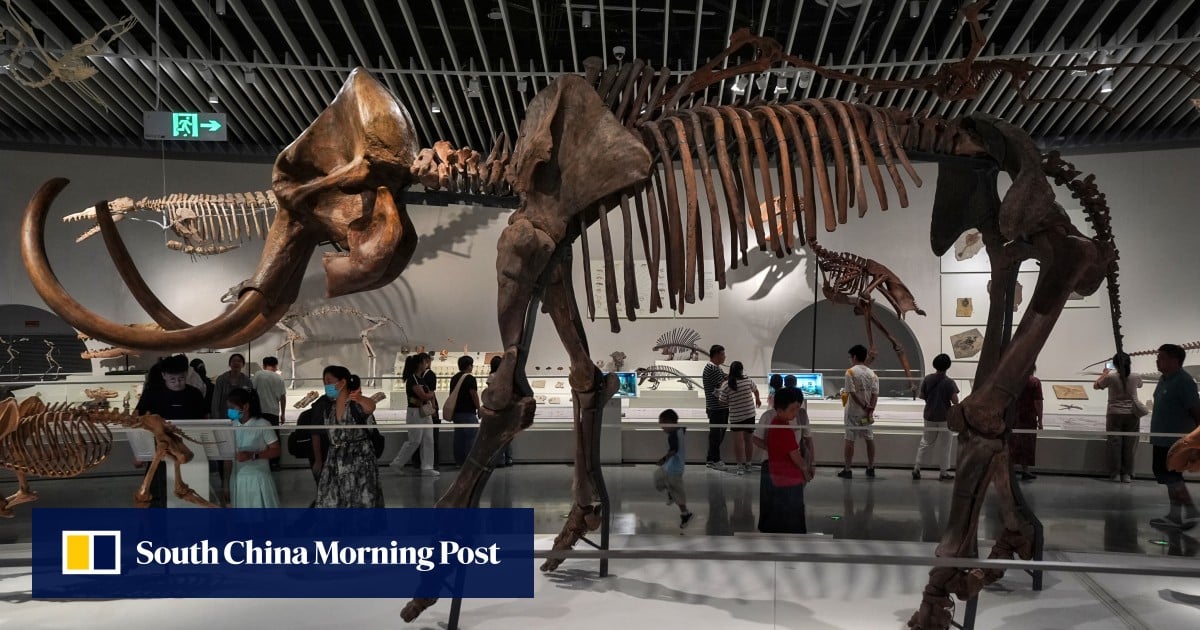 What to see at the Shenzhen Natural History Museum, from dinosaur fossils to meteorites