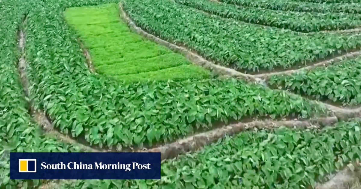 Đất nông nghiệp ở Hồ Nam được cho là dùng để trồng lúa bắt buộc nhưng thay vào đó lại trồng khoai môn và các loại cây trồng khác, theo đài truyền hình nhà nước (Ảnh: CCTV)