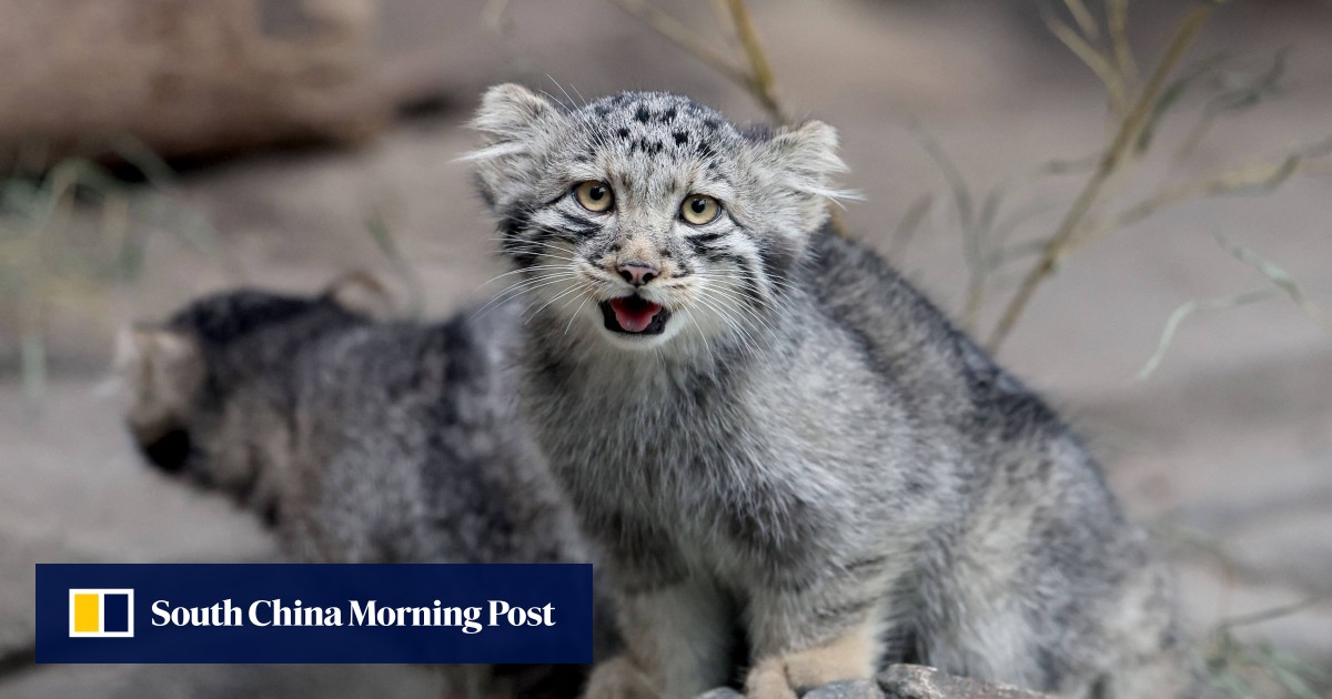 ‘Grumpy’ Pallas kittens go on display at Japan zoo