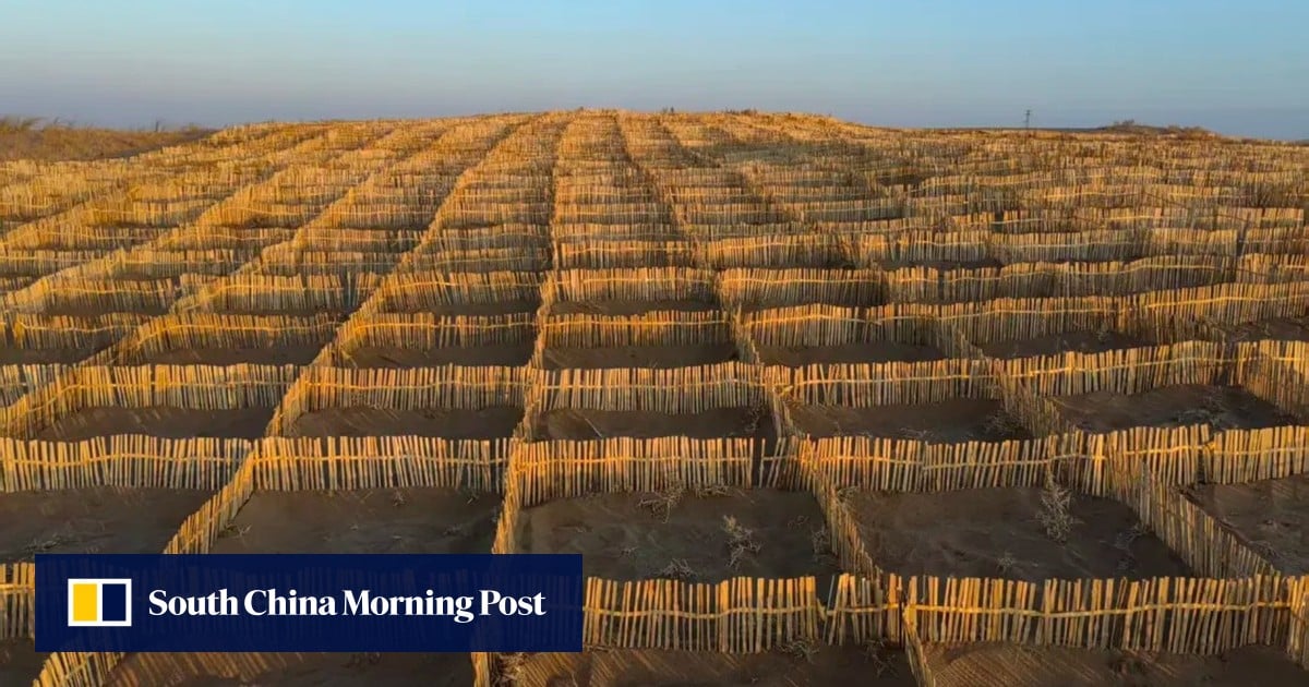 Chinese scientists turn to bamboo to strengthen the Great Green Wall