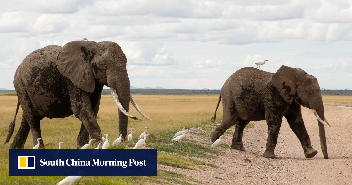 https://cdn.i-scmp.com/sites/default/files/styles/og_image_scmp_generic/public/d8/images/canvas/2026/07/29/6f2d02c2-862d-4e78-832d-6a447d54252e_9925dcbe.jpg?itok=KM-p1N7l&v=1785330468