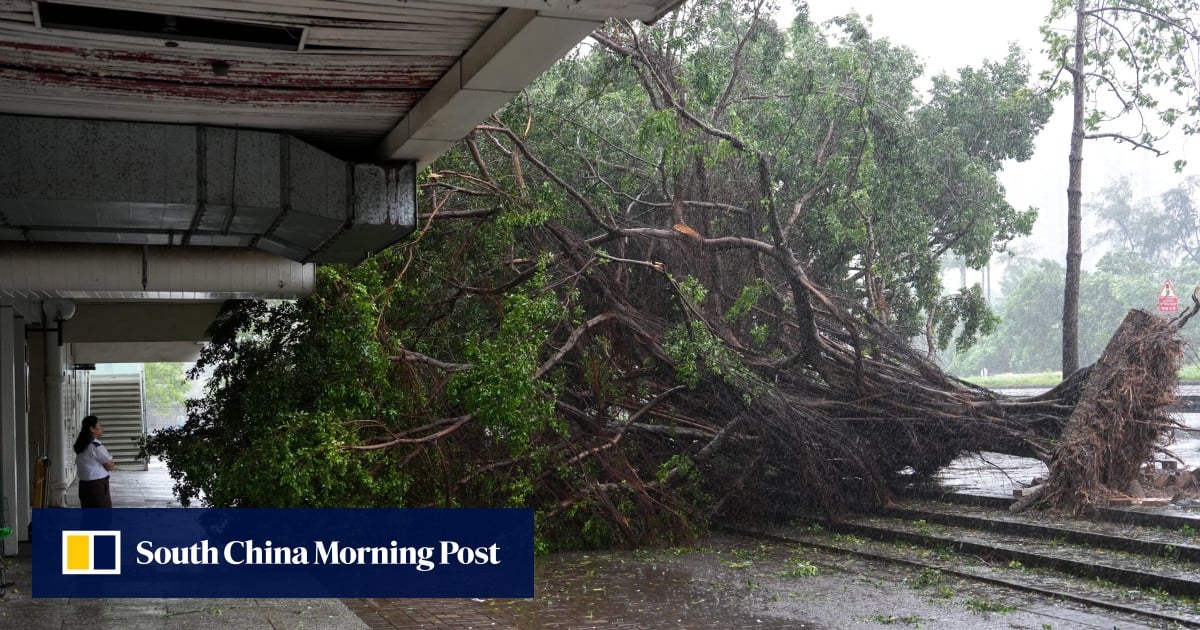 Trees felled during Typhoon Noul raise safety concerns in Hong Kong
