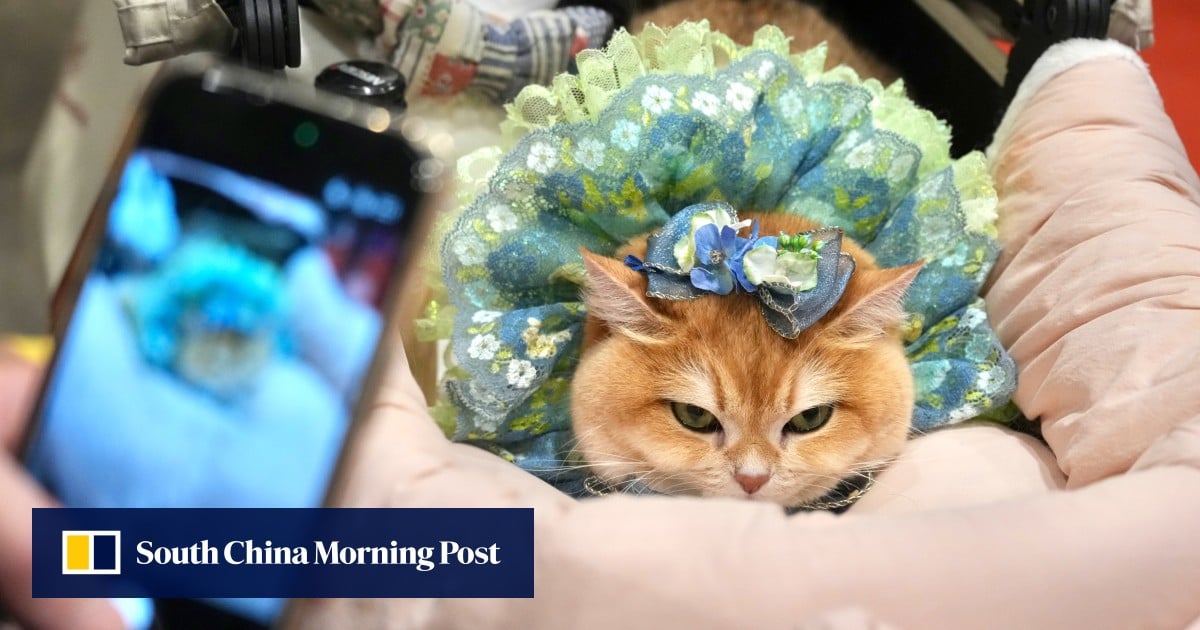 Need a robo pet buddy? Feline ginseng? The Hong Kong Cat Expo has got you covered