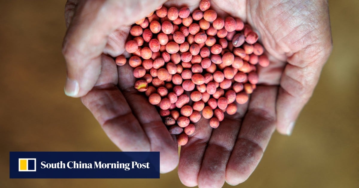 Chinese buyers acquire US soybeans for October-November, traders say Chinese buyers acquire US soybeans for October-November, traders say