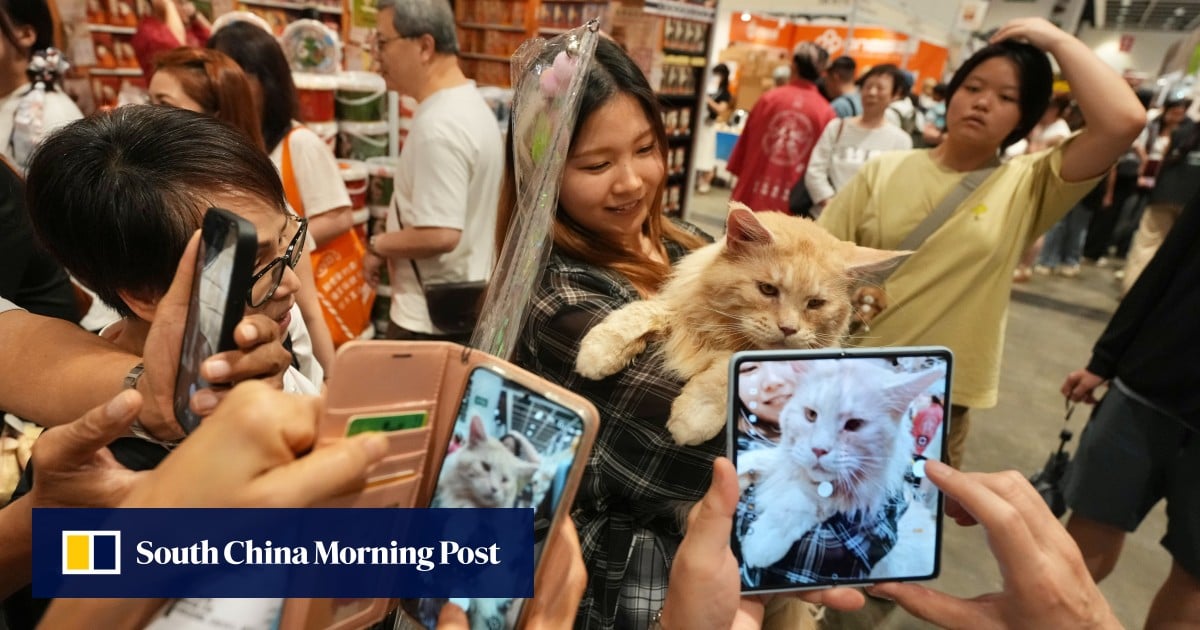 ‘Pets are meant to be spoiled’: Hong Kong cat owners spend big at feline expo
