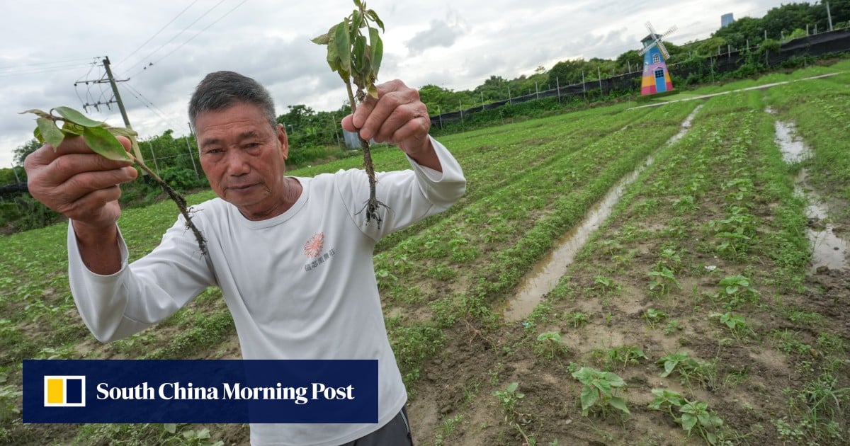 Non-stop summer rain leaves Hong Kong farmers with heavy losses as crops fail