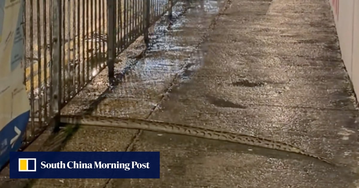 What’s a Burmese python doing in Causeway Bay? Expert links reptile to rain