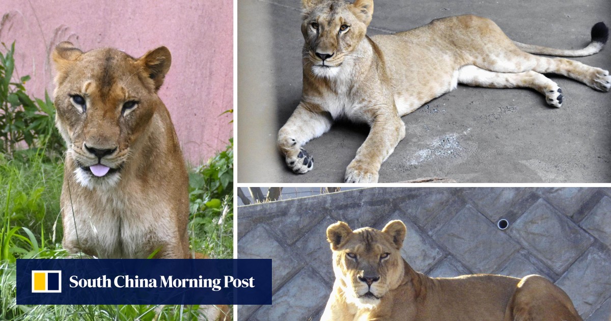 3 lions perish at Tokyo zoo as Japan bakes in ‘cruelly hot’ summer