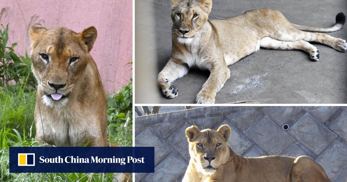 3 lions perish at Tokyo zoo as Japan bakes in ‘cruelly hot’ summer